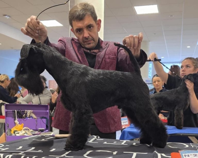 Panzer, Championnats France toilettage