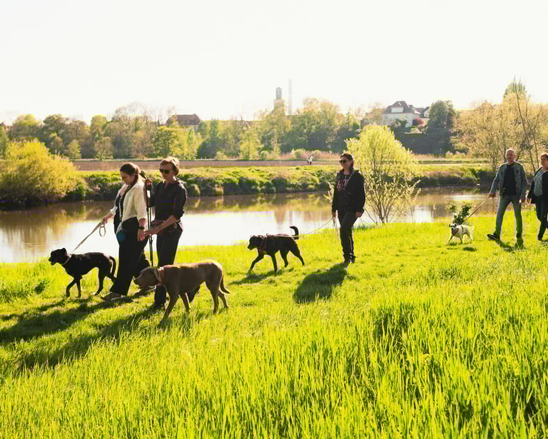 Hundetraining in Merseburg: Social Walk mit angeleinten Hunden unter Anleitung von Basti Matern.