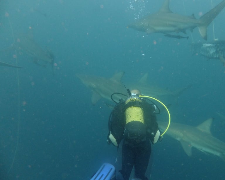 Nick Billington Oceanic black tips on a baited shark dive, Aliwal Shoal, Umkomaas, South Africa