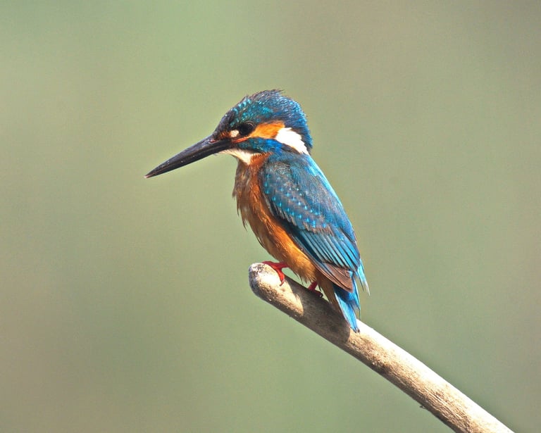king fisher in Bardiya