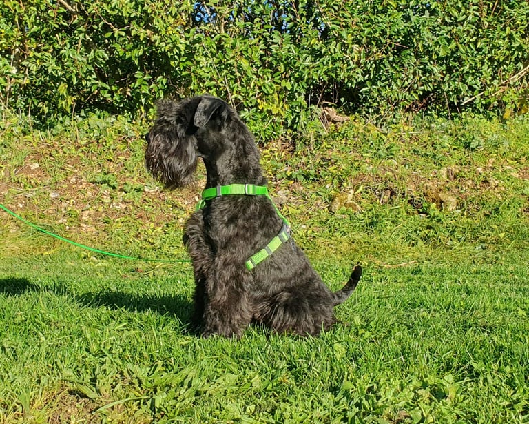 Vintus, étalon Les Diamants Noirs d'Also