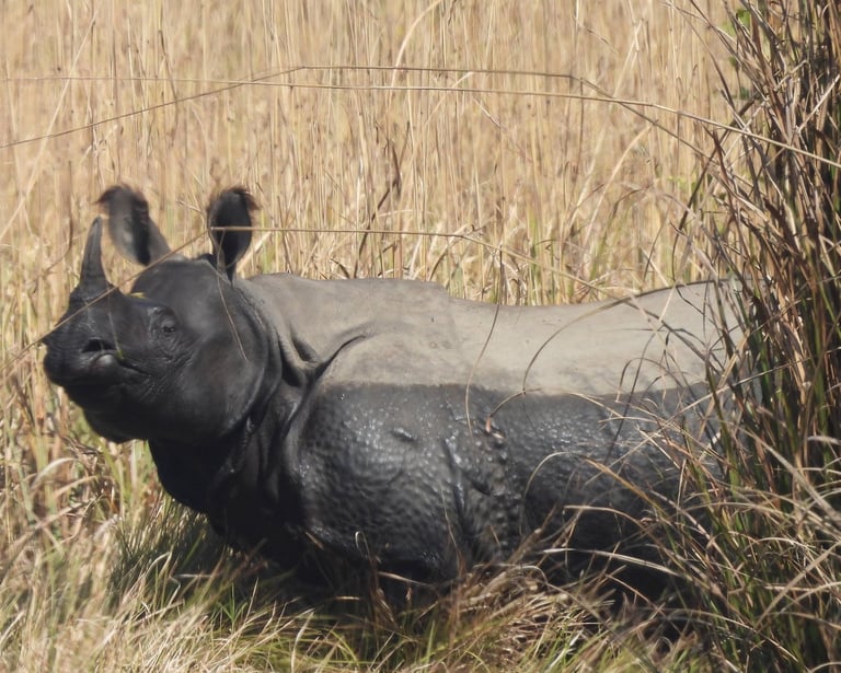 rhino after a mud bath in bardiya park