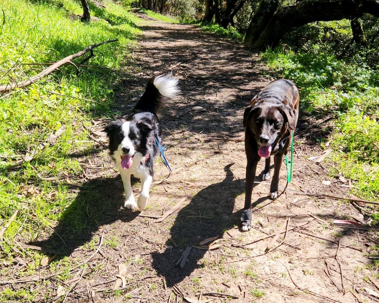Two smiling dogs are off leash and walking towards the camera on a wide hiking trail.