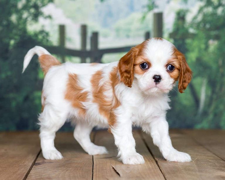 Cavalier King Charles Spaniel Puppies for Sale