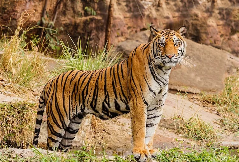 tiger sightseeing at jim corbett national park