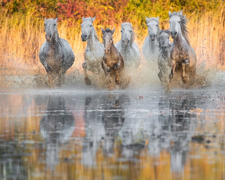 A herd of Camargue white horses galloping through shallow water at sunset with golden reflections.