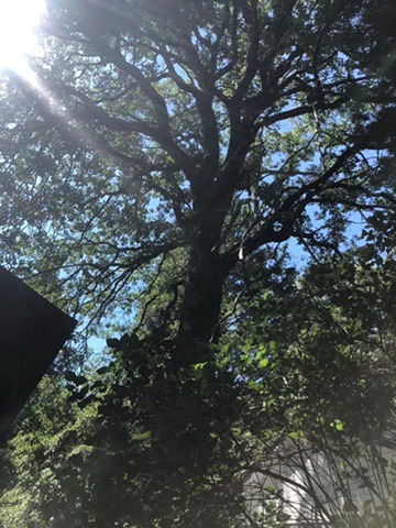 tree branches