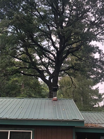 large tree behind metal-roofed house