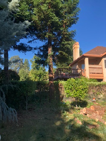 redwood tree in fenced yard in front of two-story house