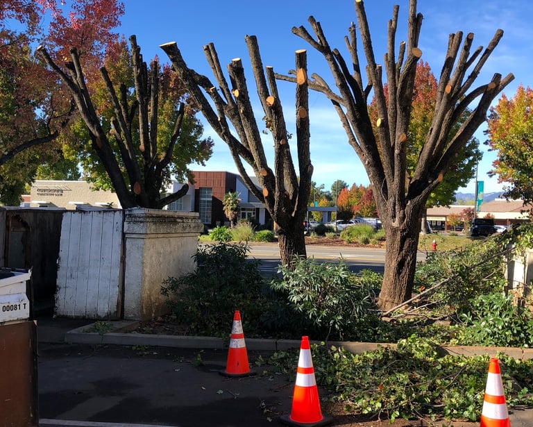 recently pruned trees