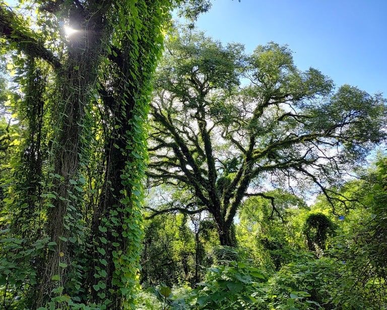 imagen de las yungas de San Lorenzo 