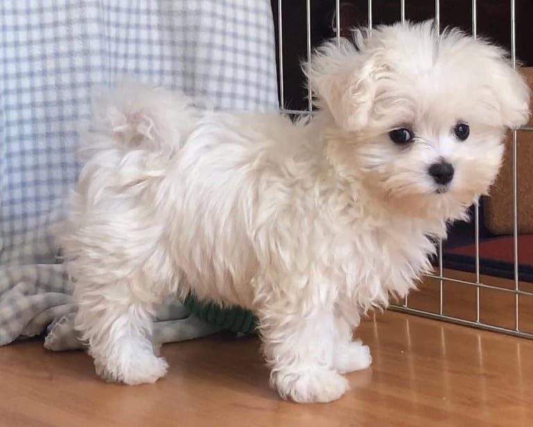 Maltipoo Puppies for Sale