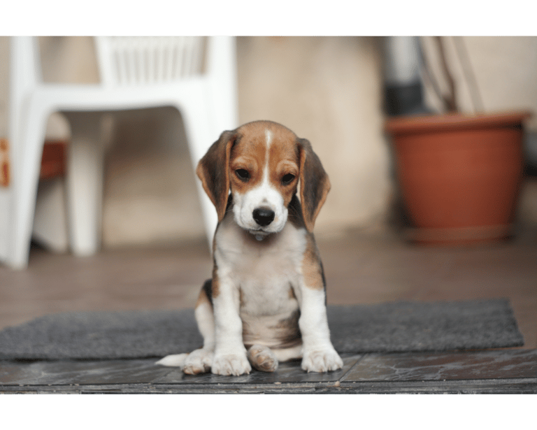 Un chiot beagle