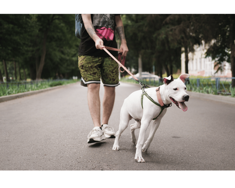 Un chien qui tire en laisse