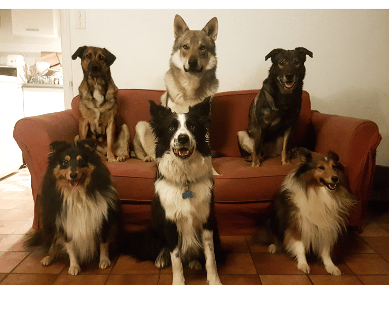 Six chiens assis sur un canapé prennent la pause