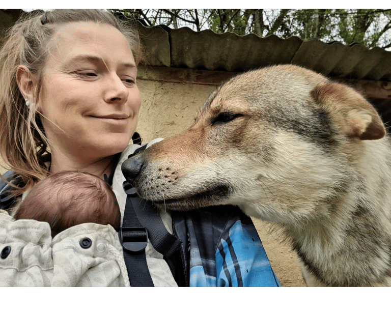 Rencontre entre un bébé et un chien loup