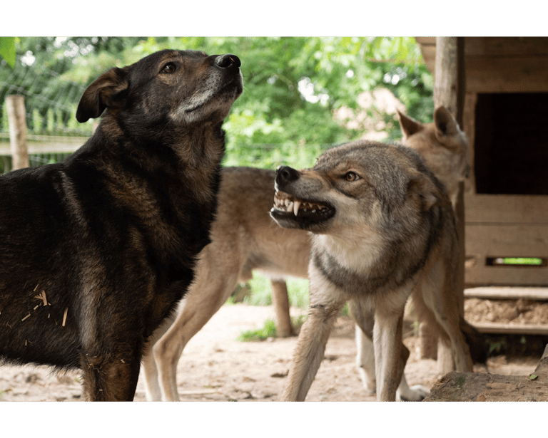 Un chien loup qui montre les dents et grogne sur un autre chien