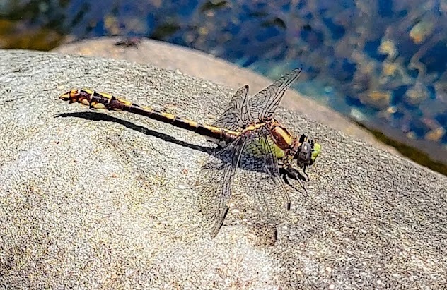Powers - dragonfly resting on a rock at the Coquille River
