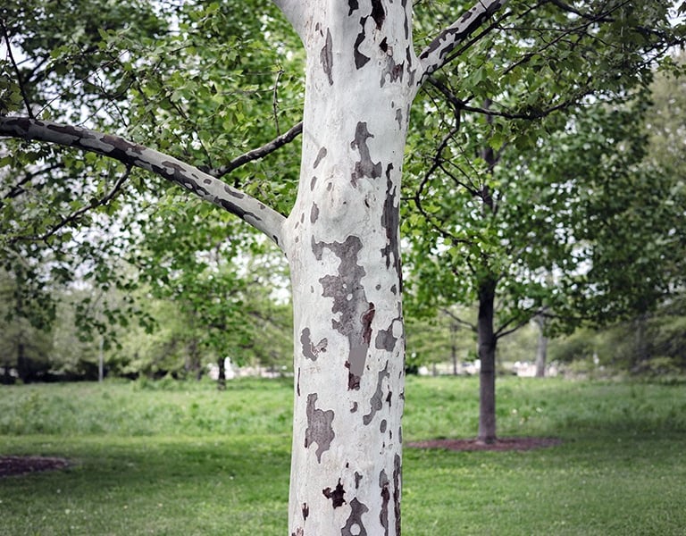 Sycamore Tree