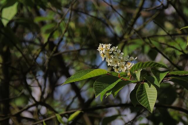Feuille et fleur de merisier