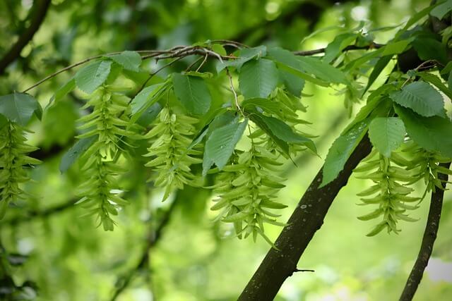Feuille et fruit du charme