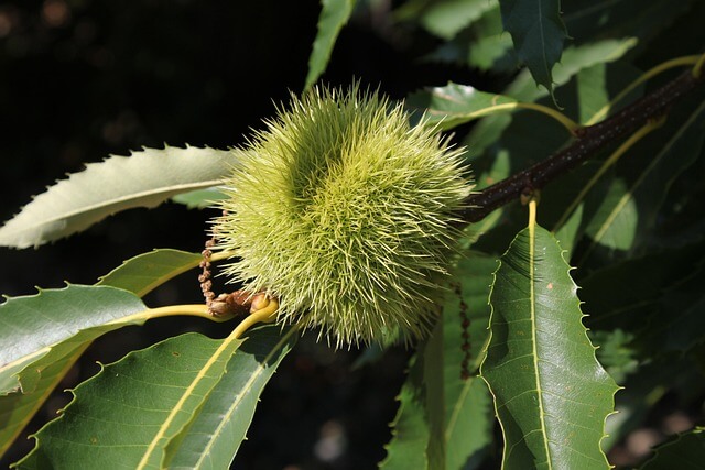 Feuille et fruit de châtaignier