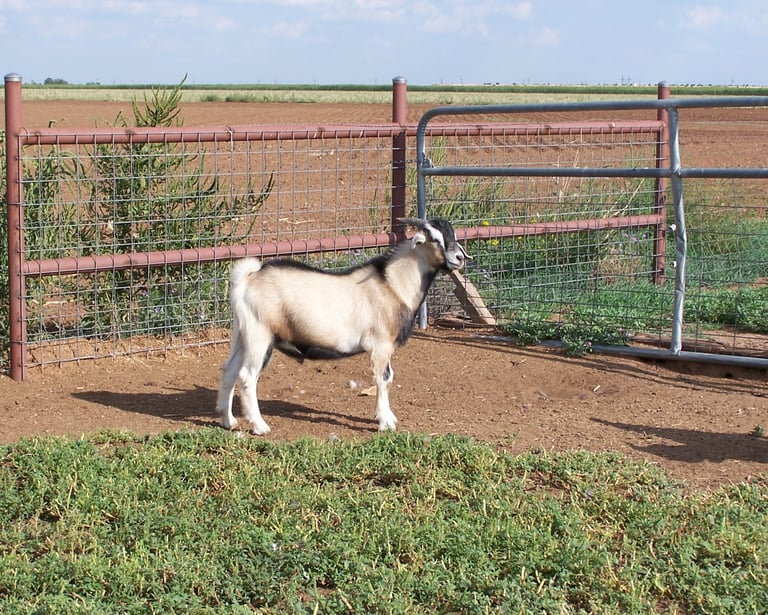 Heritage Texas Range Goat - Buckling.