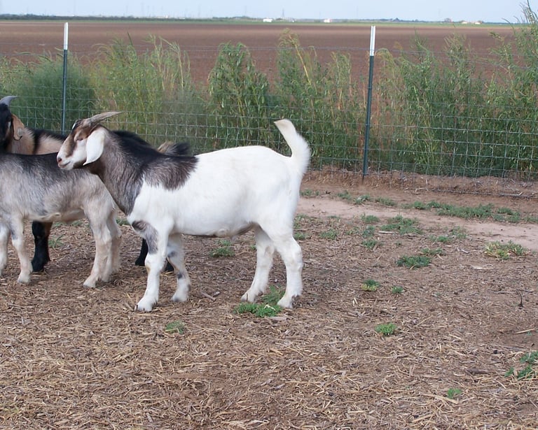 Fancy F1 fat wether (castrado).