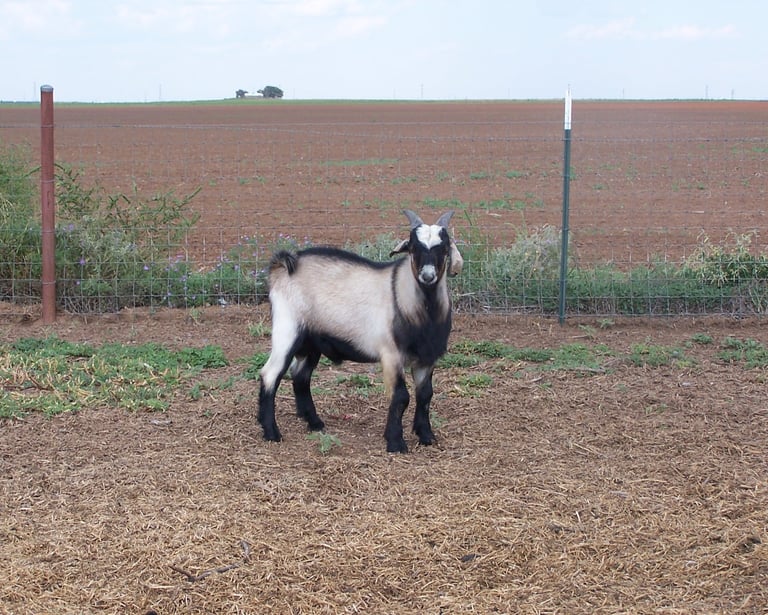 Heritage Texas Range Goat - Buckling.
