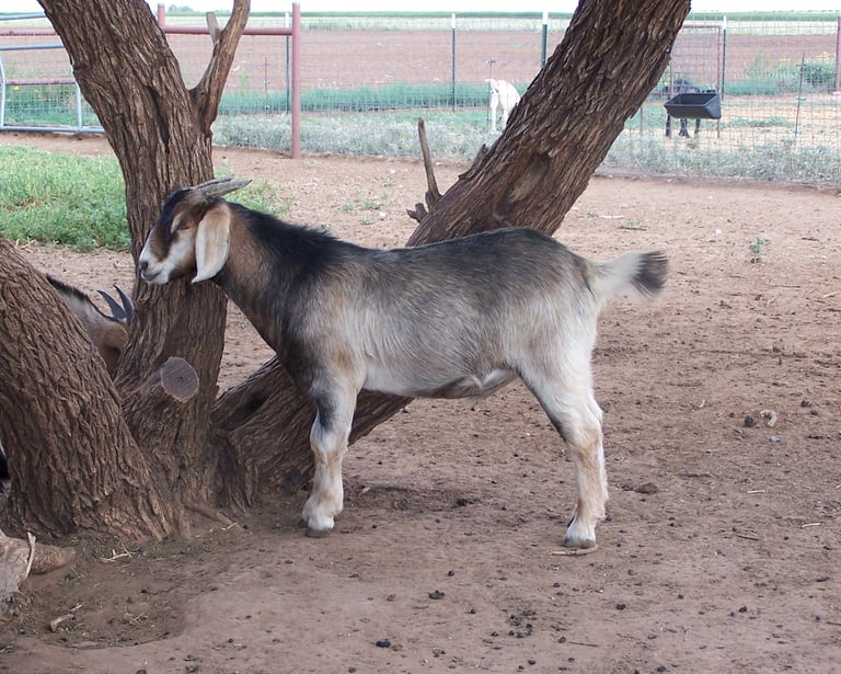 Fancy F1 fat wether (castrado).