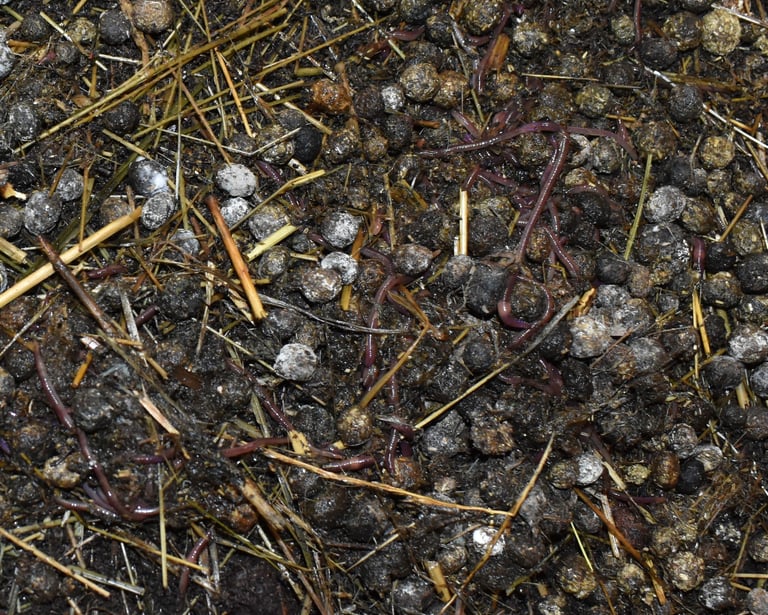 Hot Cross Buns Homestead - rabbit manure, hay, and composting worms