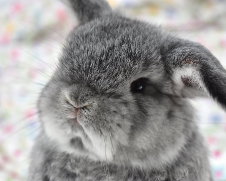 Hot Cross Buns' You Are My Sunshine - chinchilla Holland Lop buck
