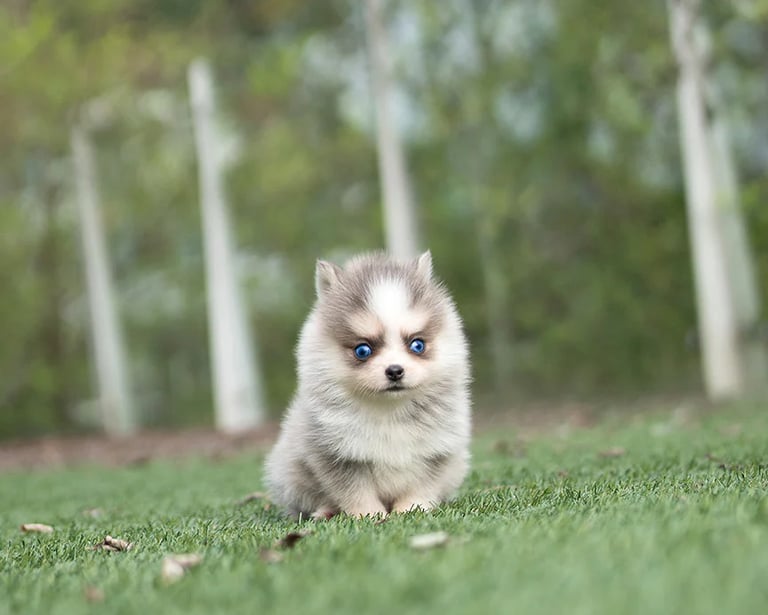 Pomsky Puppies for Sale