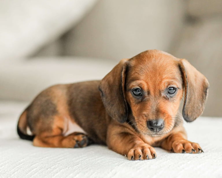 Dachshund puppies for sale