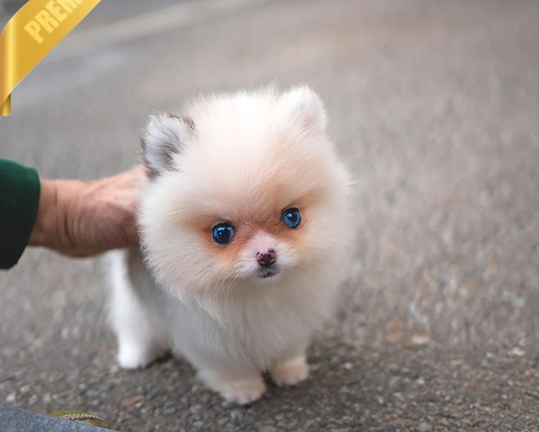 Pomsky Puppies for Sale