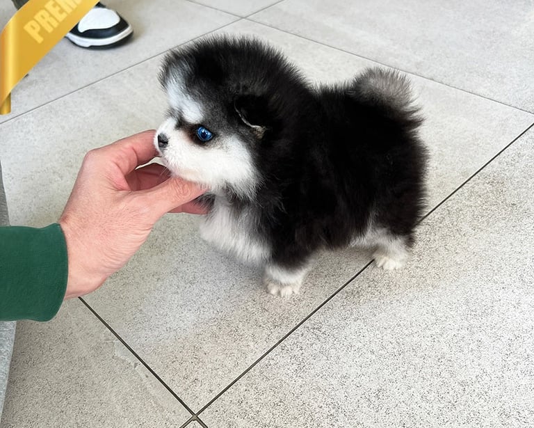 Pomsky Puppies for Sale