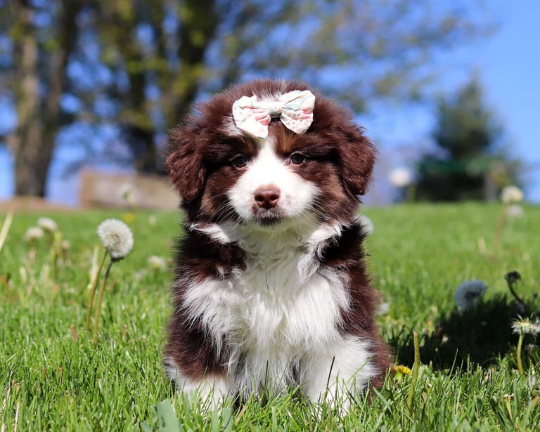 Miniature Australian Shepherd Puppies for Sale