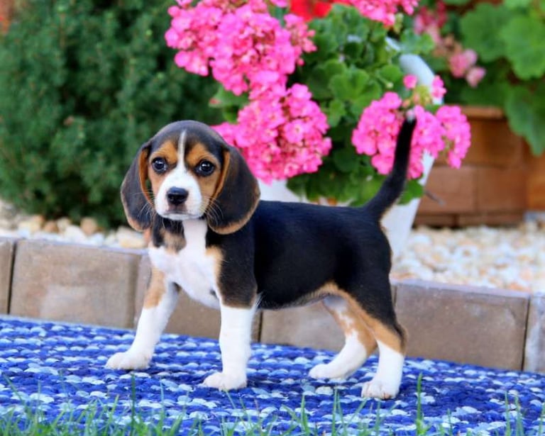 Beagle puppies for sale
