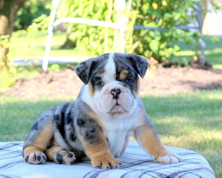 English Bulldog puppies for sale