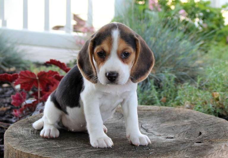  Beagle puppies for sale