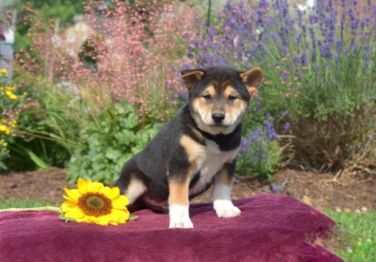 Shiba Inu puppies for sale