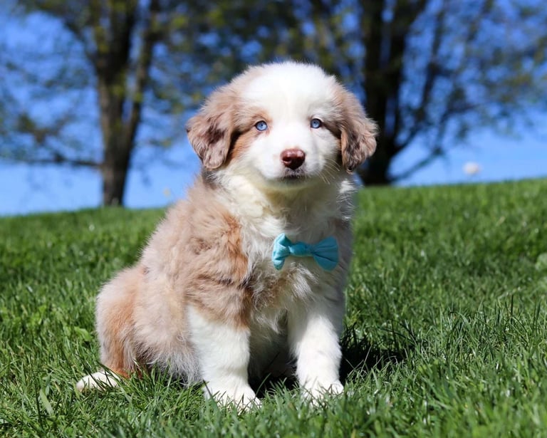 Miniature Australian Shepherd Puppies for Sale