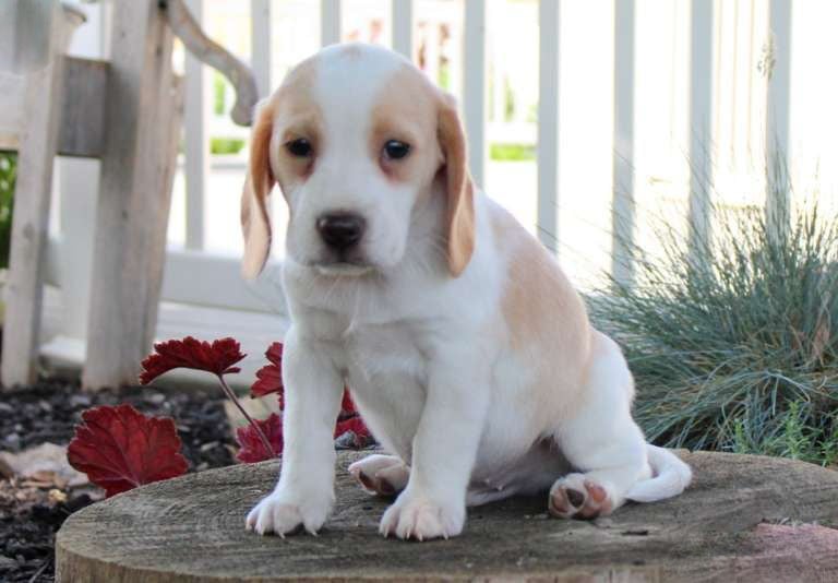  Beagle puppies for sale