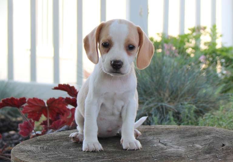  Beagle puppies for sale