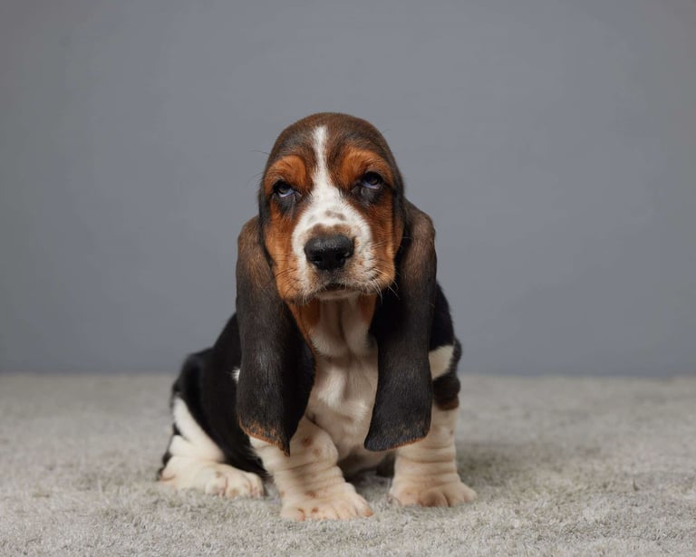Basset Hound Puppies for Sale