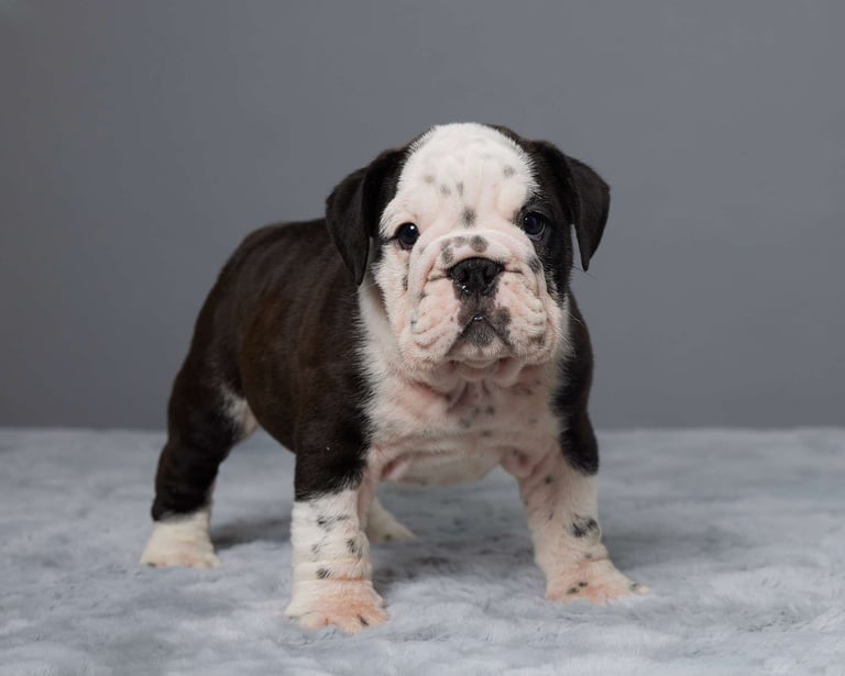 English Bulldog puppies for sale