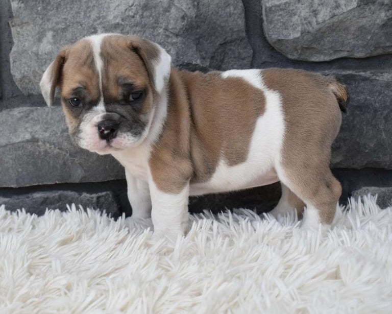 Beabull Puppies for Sale