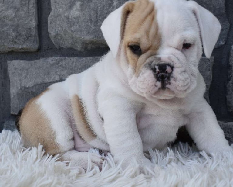 Beabull Puppies for Sale
