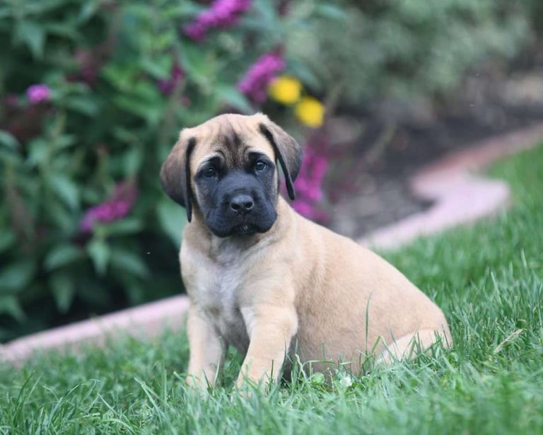 English Mastiff Puppies for Sale