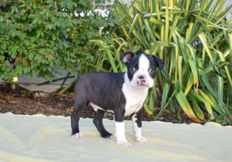 Boston Terrier Puppies for Sale